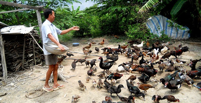 BackyardMr Ba feeds poultry behind his house